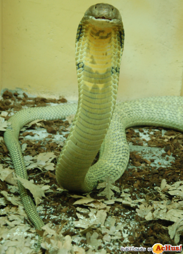 /public/fotos2/cobra-real2-16122011.jpg