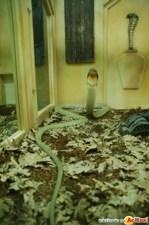 /public/fotos2/cobra-real3-16122011.jpg