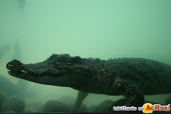 /public/fotos2/cocodrilo-siam-29092014.jpg