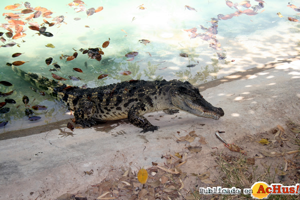 /public/fotos2/cocodrilo-siam2-29092014.jpg