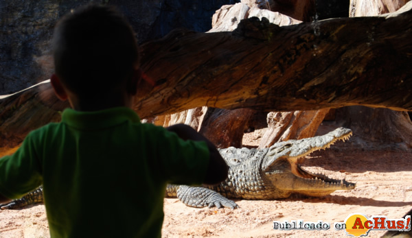 /public/fotos2/cocodrilos-10102012.jpg