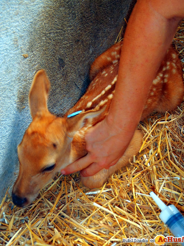 /public/fotos2/cria-barasingha2-31082012.jpg