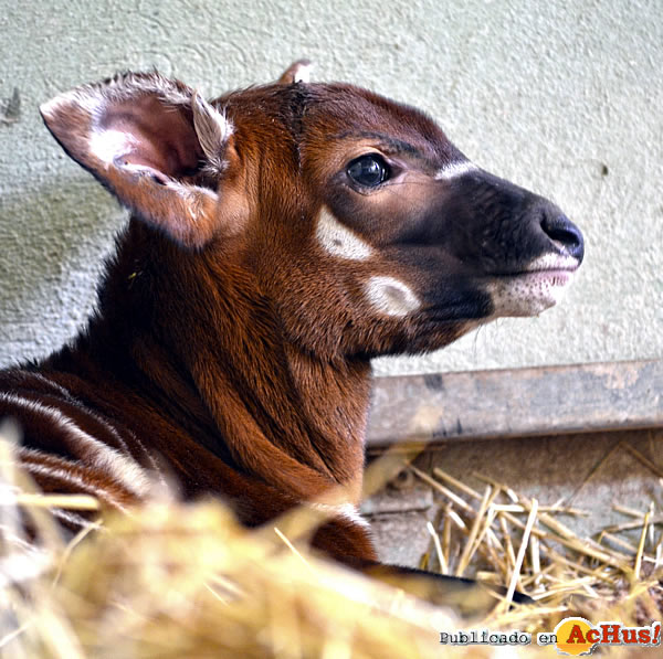 /public/fotos2/cria-bongo-2-22112013.jpg