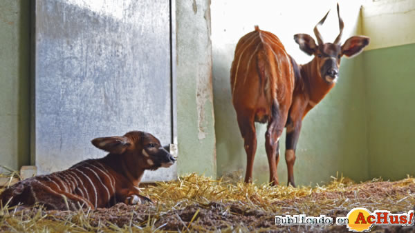 /public/fotos2/cria-bongo-oriental-22112013.jpg