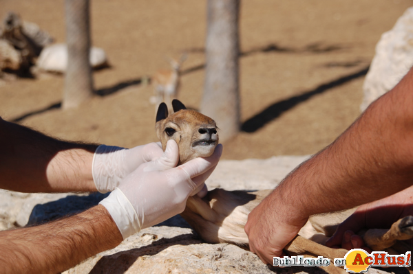 /public/fotos2/cria-cervicapra-1-11052012.jpg
