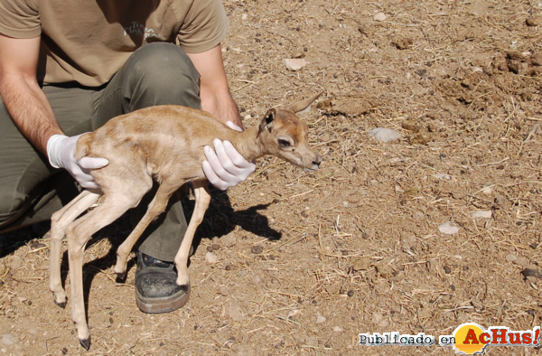 /public/fotos2/cria-cervicapra-2-11052012.jpg