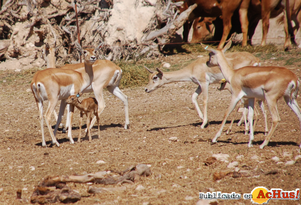 /public/fotos2/cria-cervicapra-3-11052012.jpg