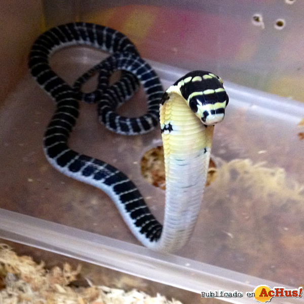 /public/fotos2/cria-cobra-real-06092013.jpg
