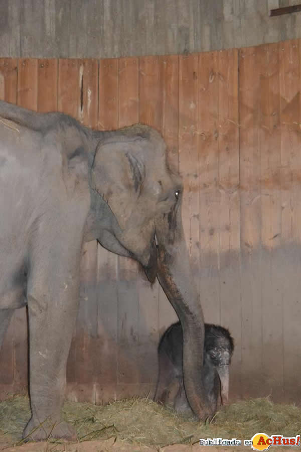 /public/fotos2/cria-de-elefante-asiatico-02032013.jpg