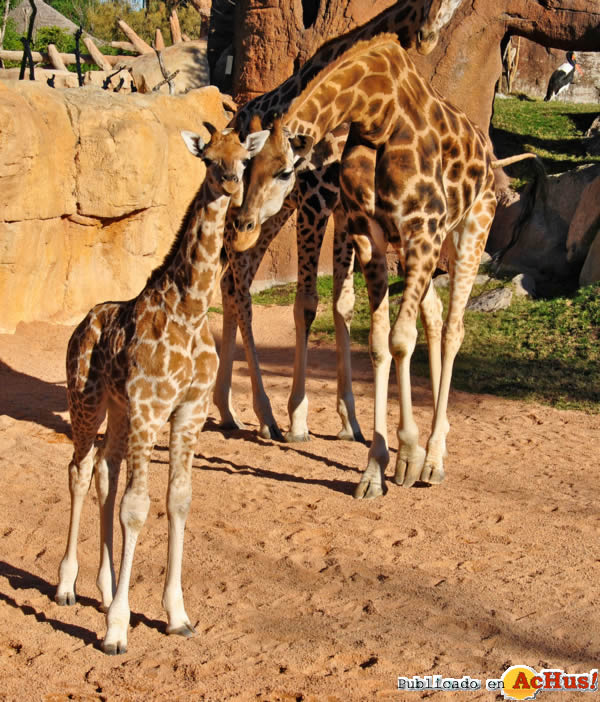 /public/fotos2/cria-de-jirafa-Ramses-06022013.jpg
