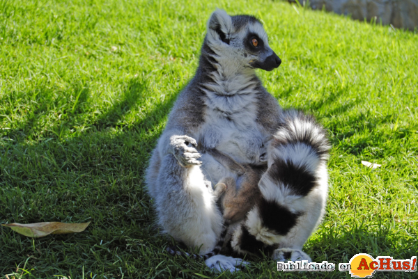 /public/fotos2/cria-de-lemur-catta-26042012.jpg