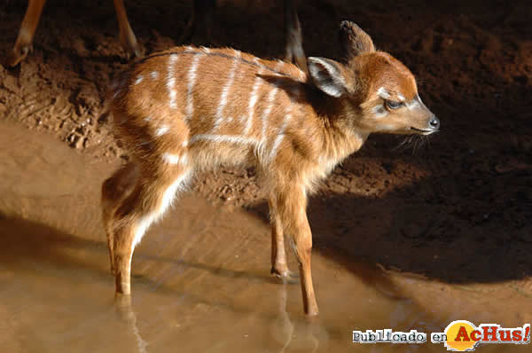 /public/fotos2/cria-de-sitatunga-21112012.jpg