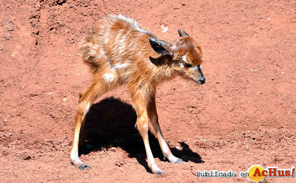 /public/fotos2/cria-de-sitatunga2-21112012.jpg
