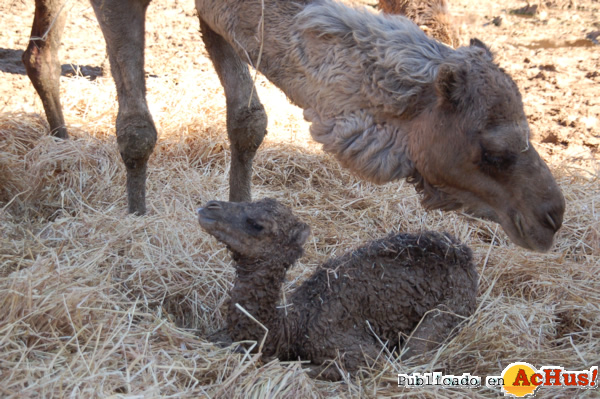 /public/fotos2/cria-dromedario-26012012.jpg