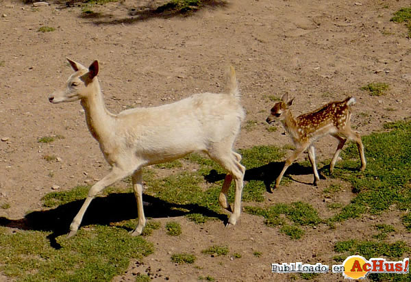 /public/fotos2/cria-gamo-29062011.jpg