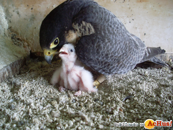 /public/fotos2/cria-halcon-2--02052013.jpg