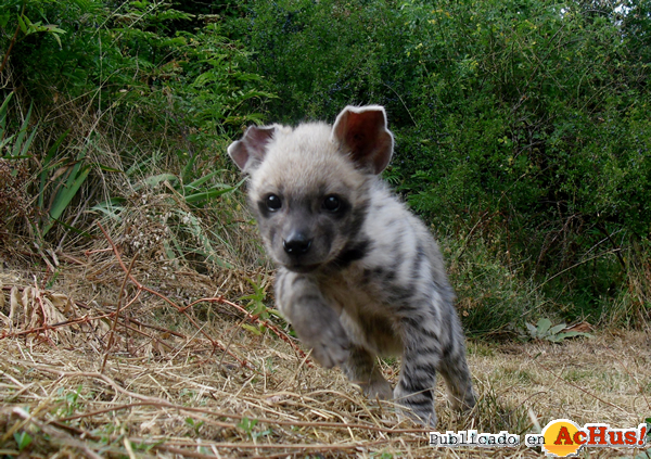 /public/fotos2/cria-hiena-16092014.jpg