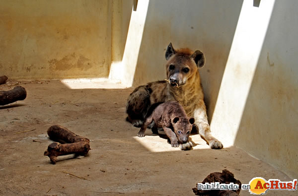 /public/fotos2/cria-hiena-con-su-madre-en-el-cobijo-06052011.jpg