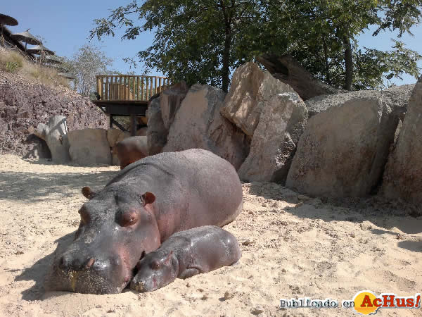 /public/fotos2/cria-hipopotamo-14102011.jpg