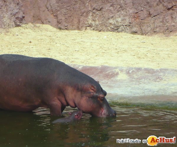 /public/fotos2/cria-hipopotamo2-14102011.jpg