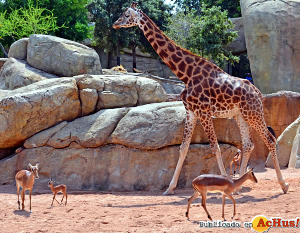 /public/fotos2/cria-impala-28062013.jpg