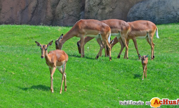 /public/fotos2/cria-impala-sabana-28062013.jpg