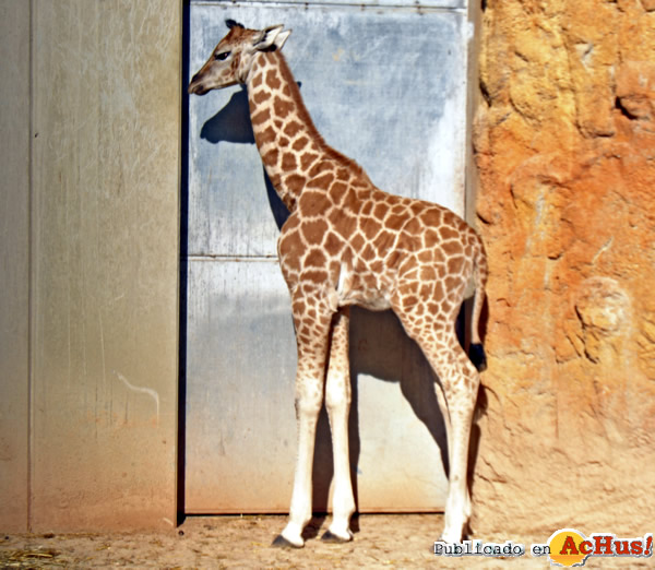 /public/fotos2/cria-jirafa-Ramses-14122012.jpg