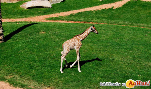 /public/fotos2/cria-jirafa3-22072011.jpg