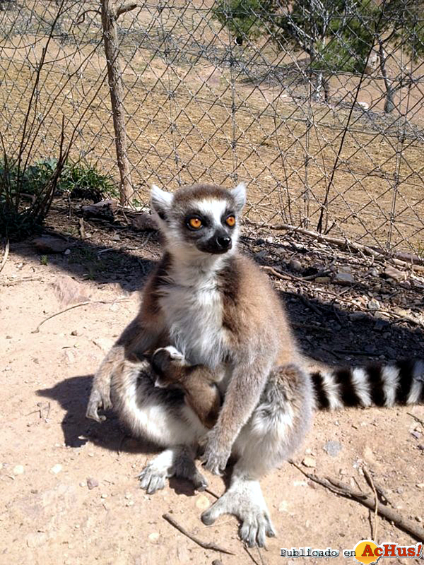 /public/fotos2/cria-lemur-26032013.jpg