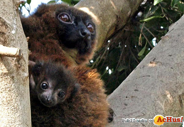 /public/fotos2/cria-lemur-vientre-rojo-14052010.jpg