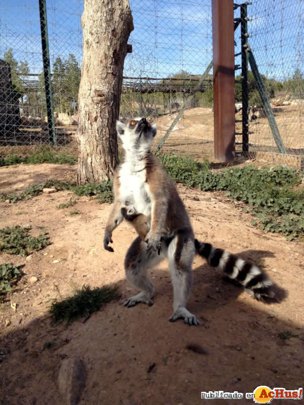 /public/fotos2/cria-lemur2-26032013.jpg