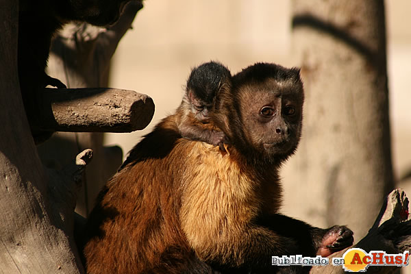 /public/fotos2/cria-mono-capuchino-06112009.jpg