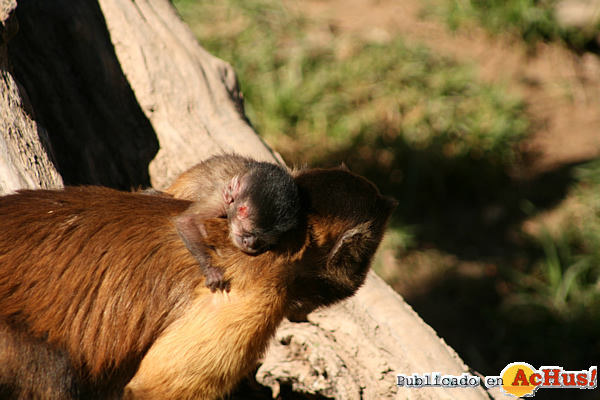 /public/fotos2/cria-mono-capuchino-11062012.jpg