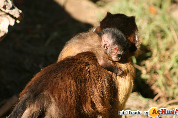 /public/fotos2/cria-mono-capuchino2-11062012.jpg