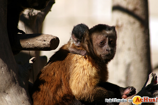 /public/fotos2/cria-mono-capuchino3-11062012.jpg