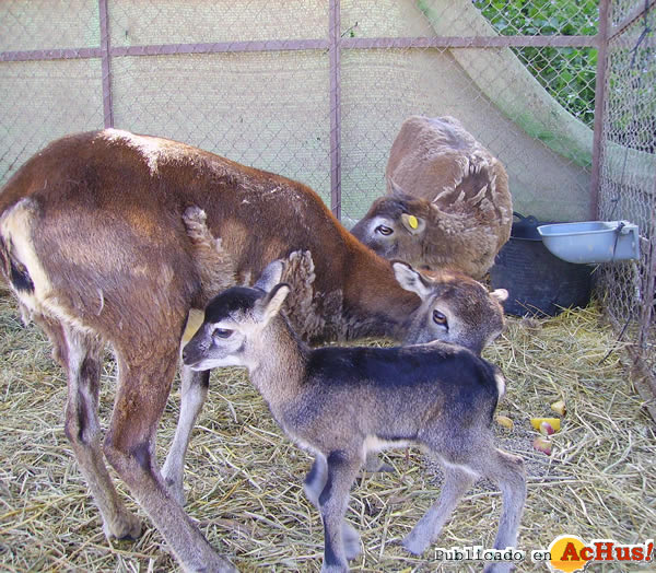 /public/fotos2/cria-muflon2-31032011.jpg