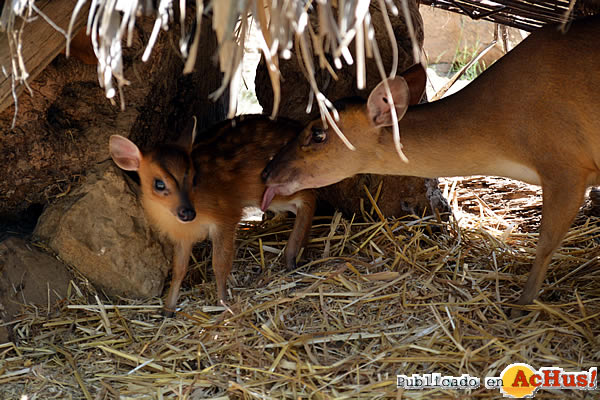 /public/fotos2/cria-muntjac-17072015.jpg