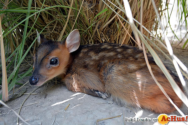 /public/fotos2/cria-muntjac-2-17072015.jpg