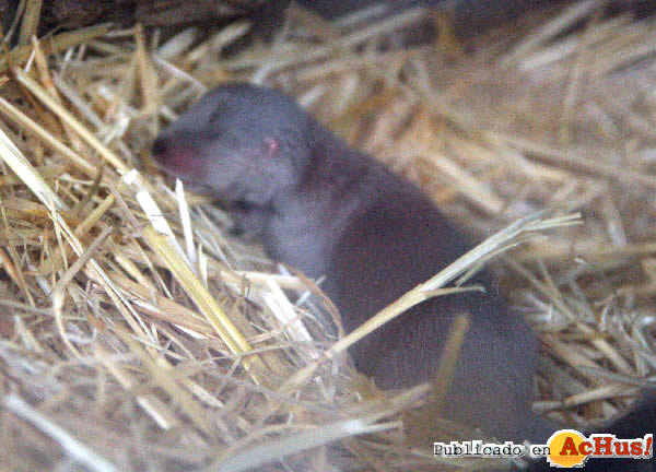 /public/fotos2/cria-nutria-27092011.jpg