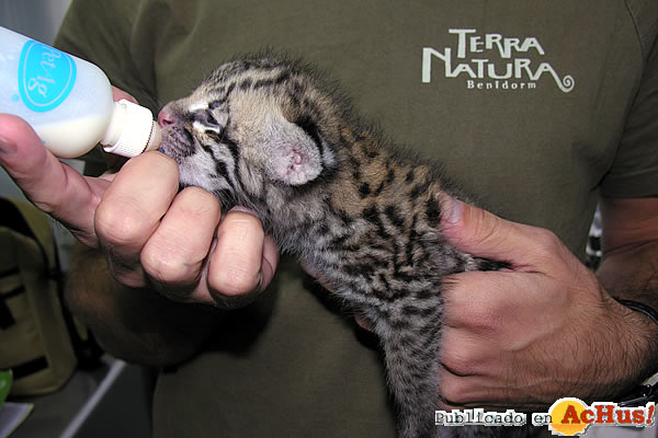 /public/fotos2/cria-ocelote-14082008.jpg