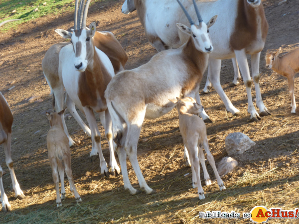 /public/fotos2/cria-orix-17012014.jpg