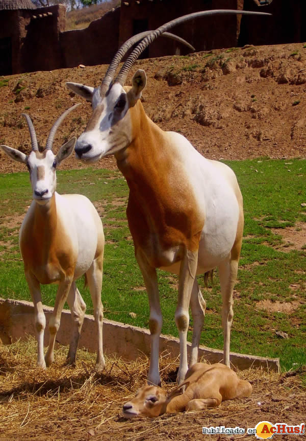 /public/fotos2/cria-orix-dama-24042013.jpg