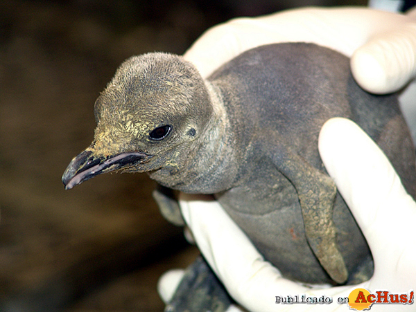 /public/fotos2/cria-pinguino-27012009.jpg