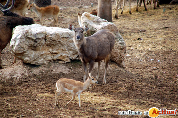 /public/fotos2/cria-sambar-con-madre-18112011.jpg