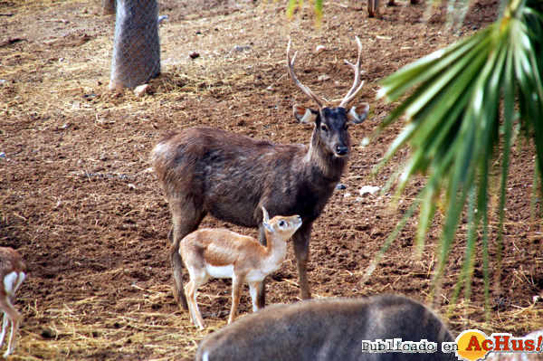 /public/fotos2/cria-sambar-con-padre-18112011.jpg