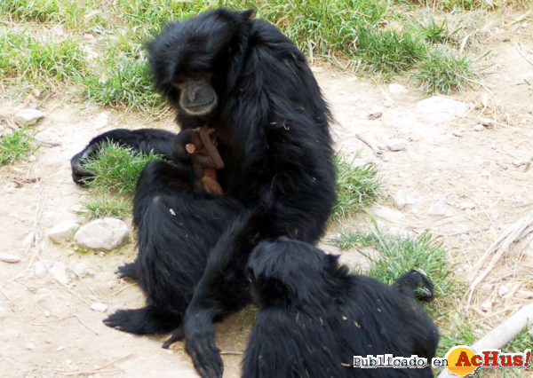 /public/fotos2/cria-siamang-09052013.jpg