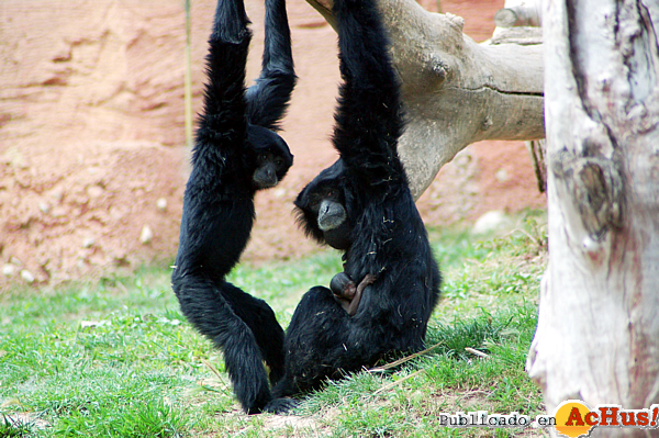 /public/fotos2/cria-siamang2-09052013.jpg