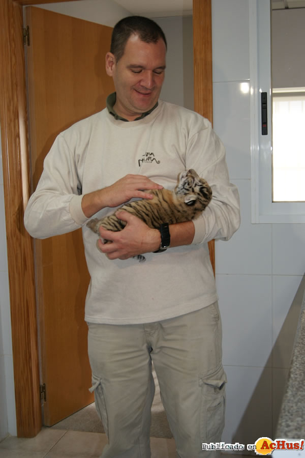 /public/fotos2/cria-tigre-26112010.jpg