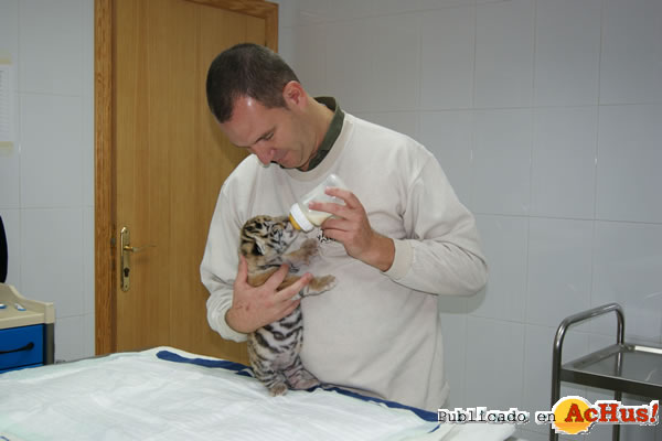 /public/fotos2/cria-tigre3-26112010.jpg