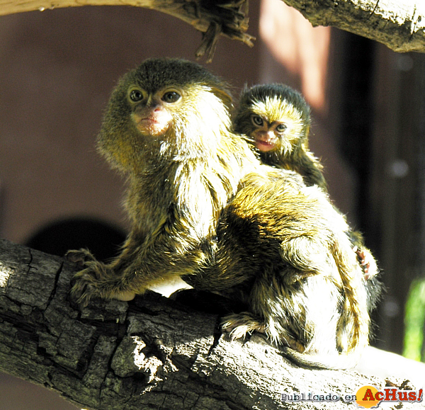 /public/fotos2/cria-titi-pigmeo-05072012.jpg